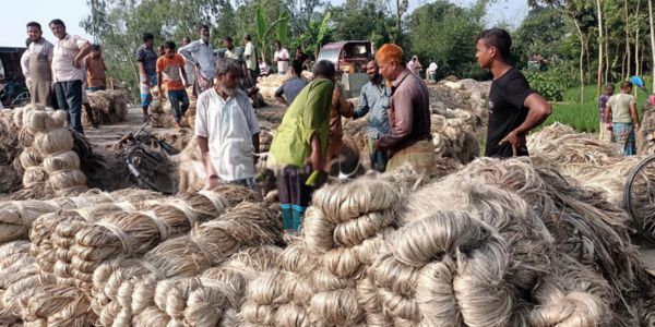 পাটের উৎপাদন খরচ বাড়লেও বাড়েনি দাম